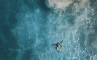静水中海龟的航拍照片